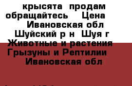 крысята. продам обращайтесь. › Цена ­ 200 - Ивановская обл., Шуйский р-н, Шуя г. Животные и растения » Грызуны и Рептилии   . Ивановская обл.